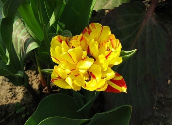 Tulipa borszczowii