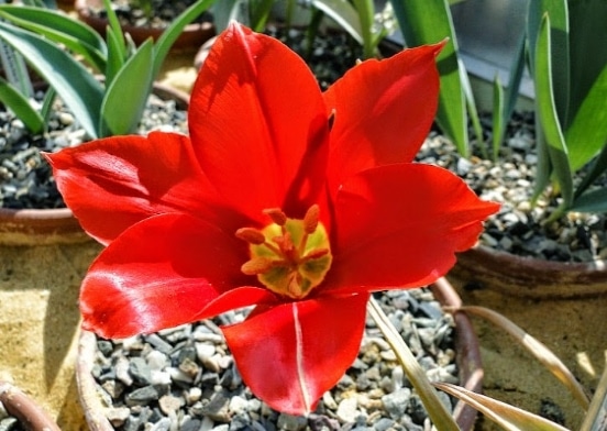 Tulipa carinata