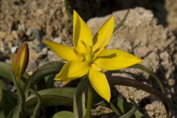 Tulipa celsiana