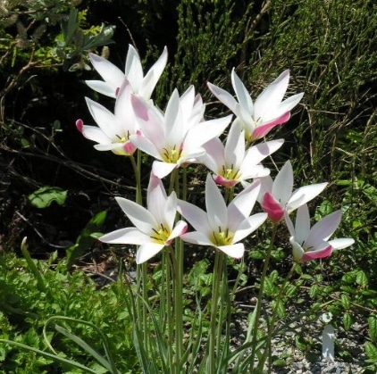 Tulipa clusiana