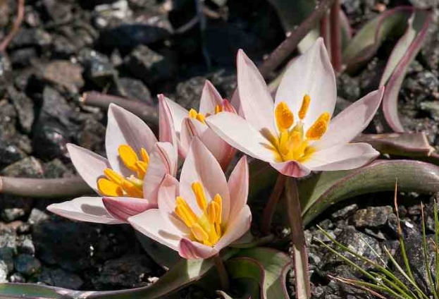 Tulipa cretica