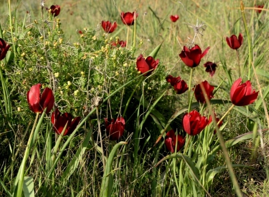 Tulipa cypria