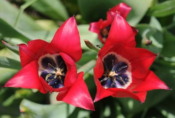 Tulipa didieri