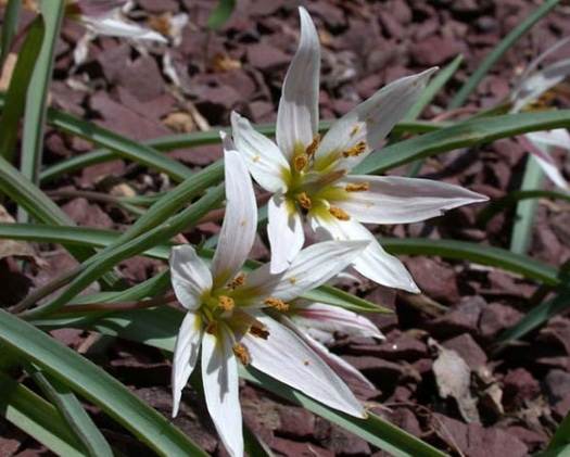 Tulipa edulis