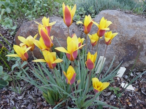 Tulipa ferganica