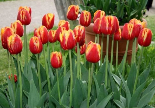 Tulipa gesneriana