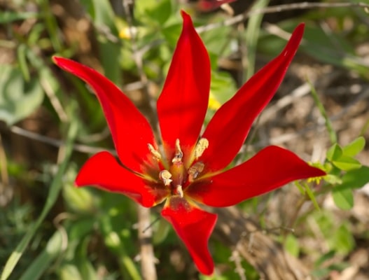 Tulipa goulimyi