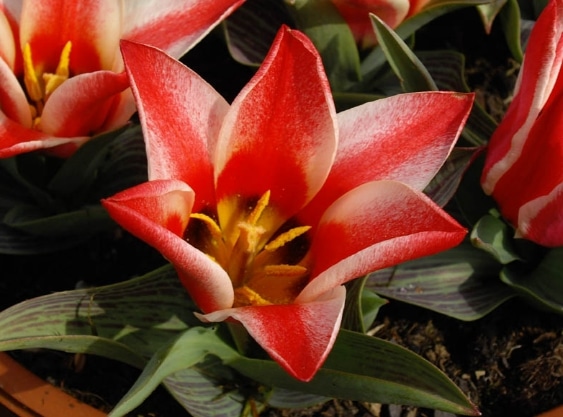 Tulipa greigii