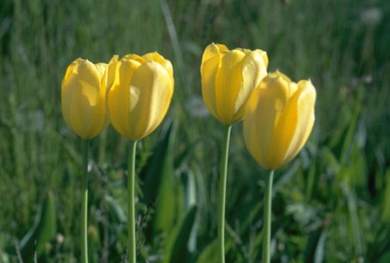 Tulipa grengiolensis