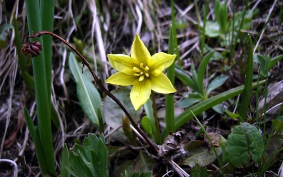 Tulipa heterophylla