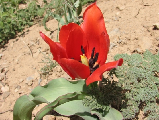 Tulipa hoogiana