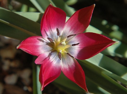 Tulipa humilis