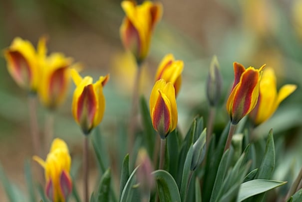 Tulipa iliensis