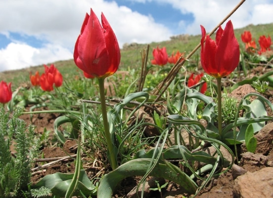 Tulipa julia