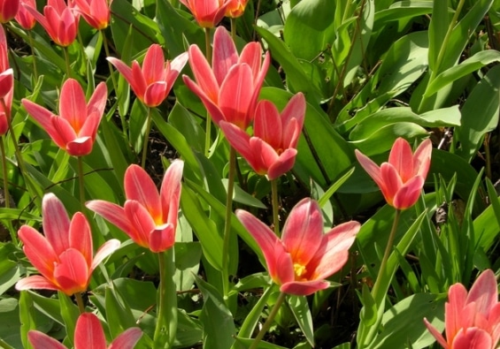 Tulipa kaufmanniana