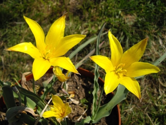 Tulipa kolpakowskiana