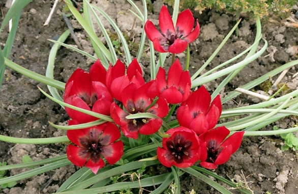 Tulipa kurdica