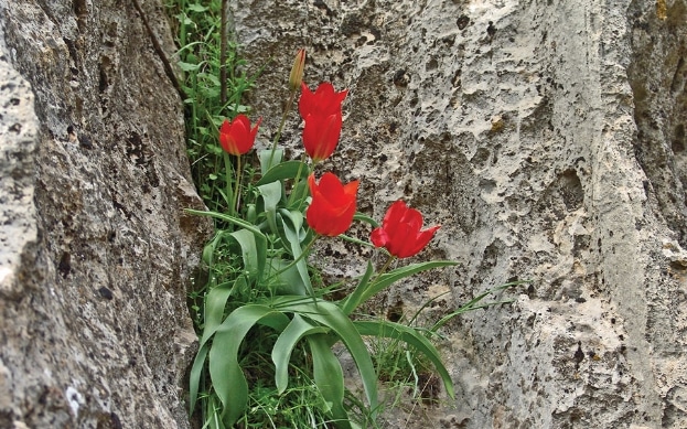 Tulipa lanata