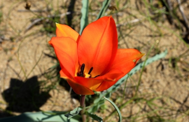 Tulipa lehmanniana