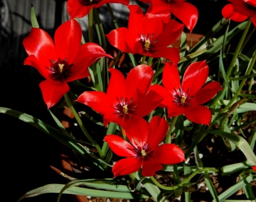 Tulipa linifolia