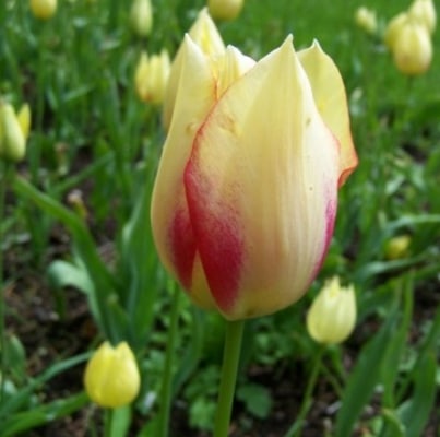 Tulipa marjolettii