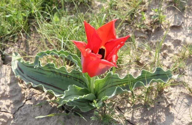 Tulipa micheliana