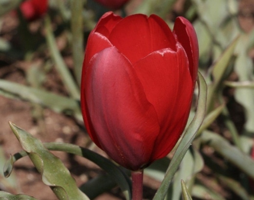 Tulipa montana