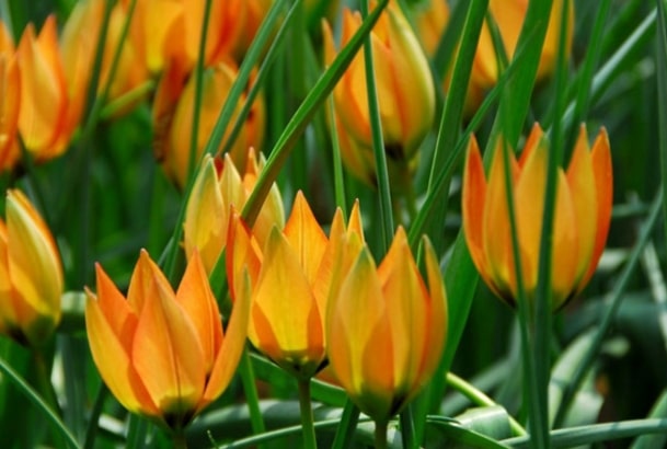 Tulipa orphanidea