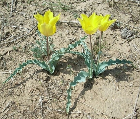 Tulipa ostrowskiana