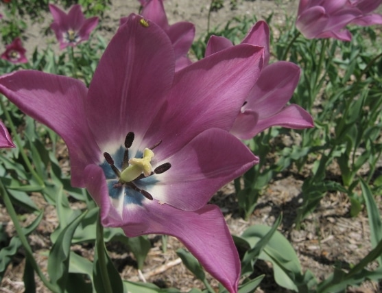 Tulipa platystigma