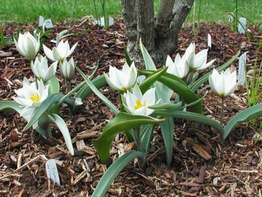 Tulipa polychroma