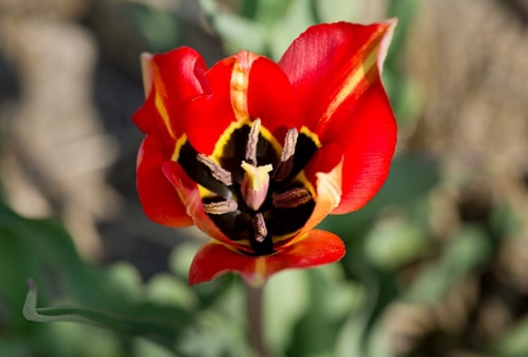 Tulipa praecox