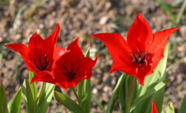 Tulipa praestans