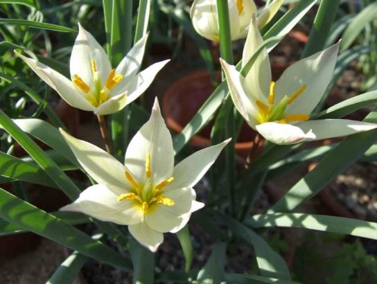 Tulipa primulina