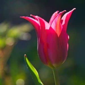 Tulipa retroflexa