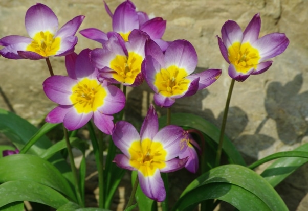 Tulipa saxatilis