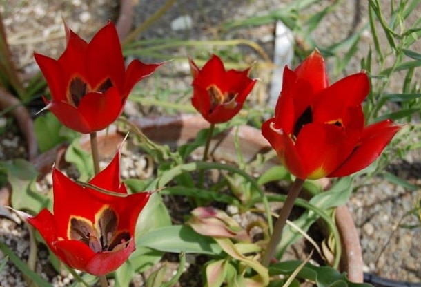 Tulipa sharonensis