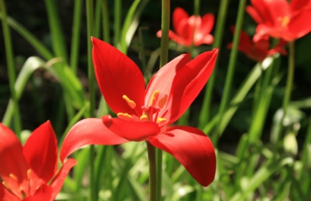 Tulipa sprengeri