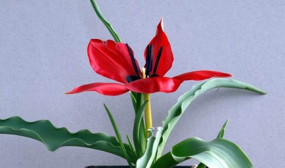 Tulipa stapfii