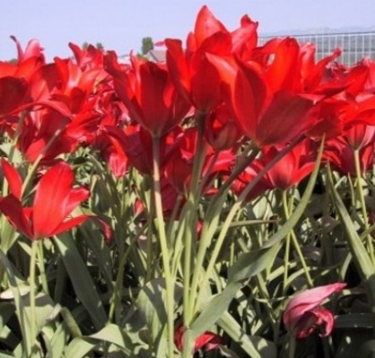 Tulipa subpraestans