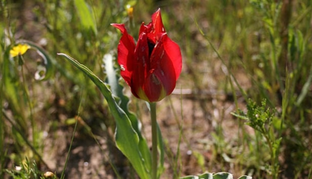 Tulipa systola