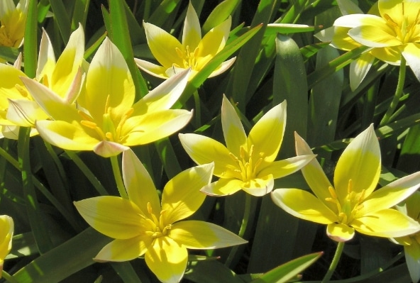 Tulipa tarda