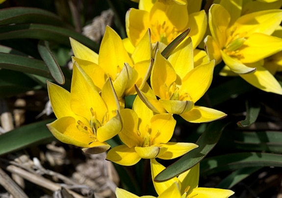 Tulipa tetraphylla