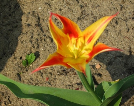 Tulipa tschimganica