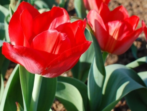 Tulipa tubergeniana