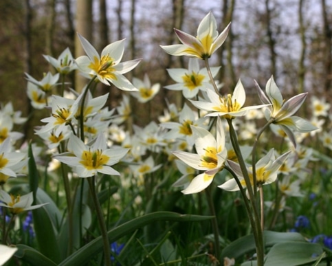 Tulipa turkestanica