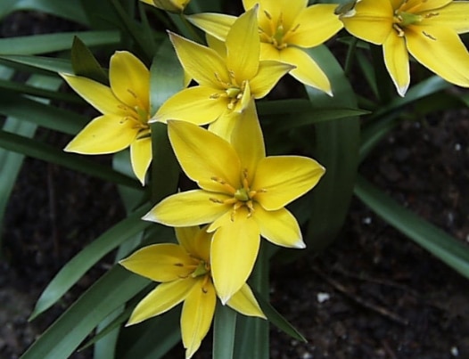 Tulipa urumiensis