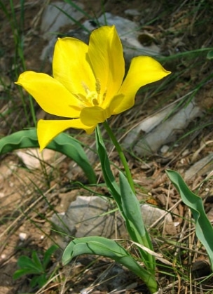 Tulipa urumoffii