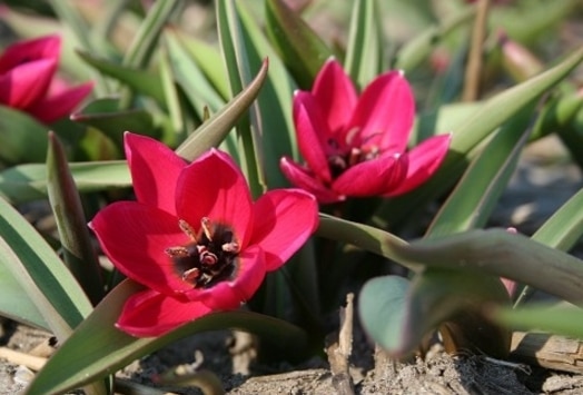 Tulipa violacea
