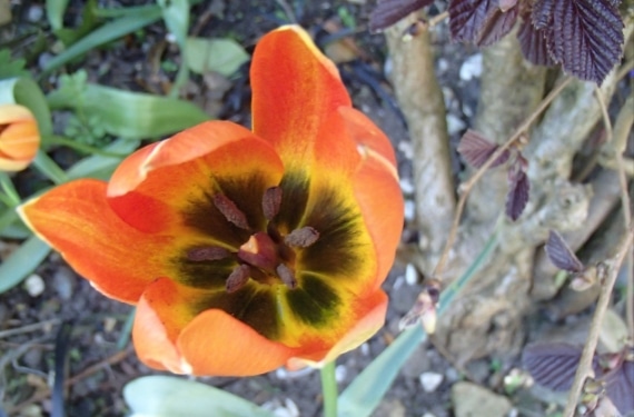 Tulipa whittalli